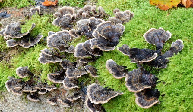 Fungi, Glenlyon, Holywood - September 2015(1)