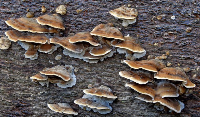 Fungi, Glenlyon, Holywood - September 2015(2)
