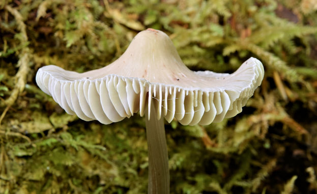 Fungi, Glenlyon, Holywood - September 2015(5)