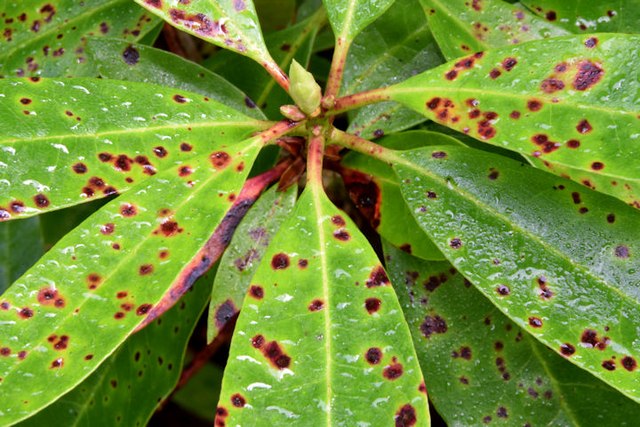 Leaf Spot Fungus Glenlyon Holywood Albert Bridge Cc by sa 2 0 