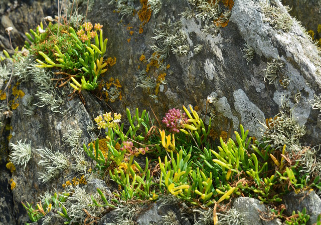 Rock samphire and lichen, East Prawle, Devon