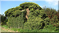 Overgrown building on a field