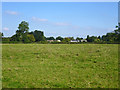 Field of grass, Laleham