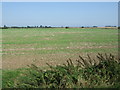 Flat farmland off Langham Road