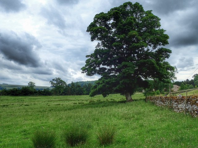 Mature Tree in a Field