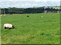 NY5027 : Sheep grazing above the River Eamont by Christine Johnstone