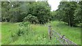 Path, Barras Hill Plantation