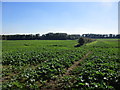 Hedge and fields of oilseed rape