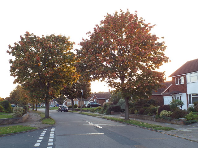 Autumn colour on Robert Avenue, St Albans