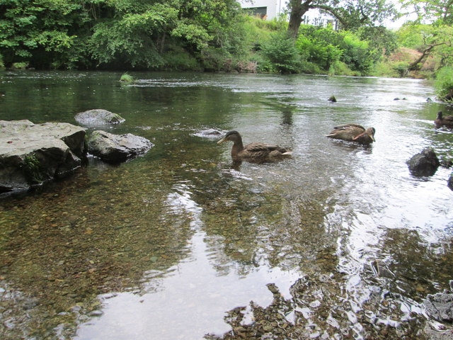 Brathay and Skelwith  ducks on the River Brathay