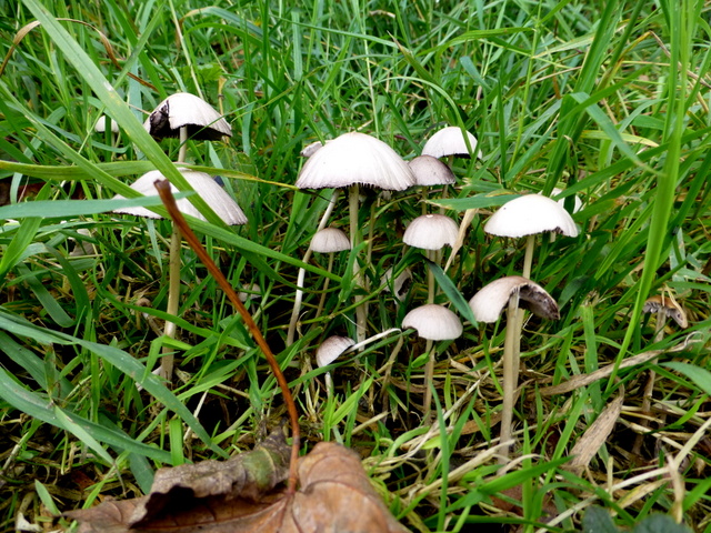 Fungi, Mullaghmore