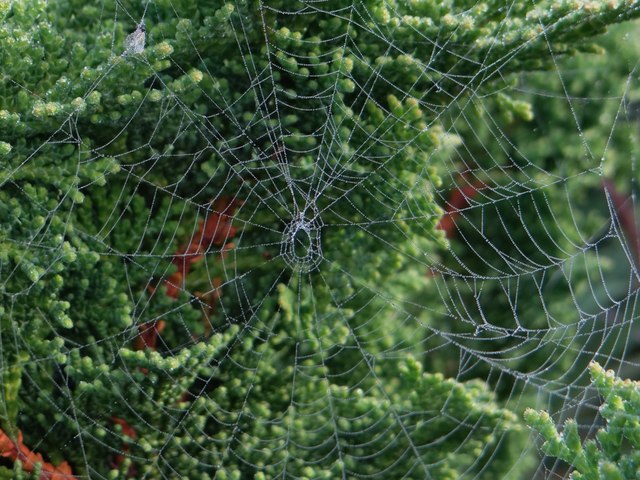 Cobwebs and dew
