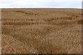 Barley ready for harvesting