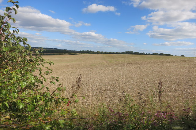 Field at Cheeseridge Farm