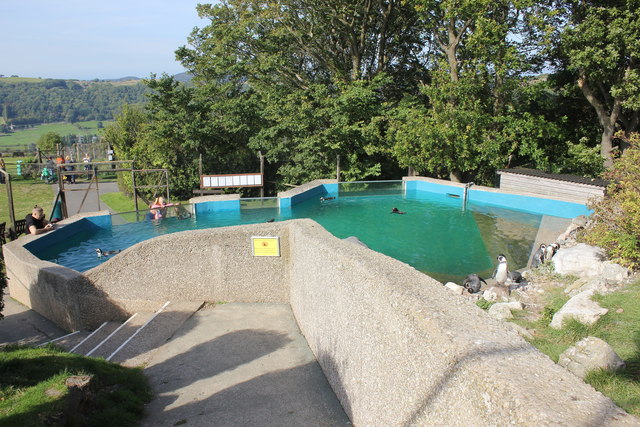 Humboldt Penguins Enclosure at the Welsh Mountain Zoo