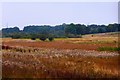 Wetlands near Garthamlock