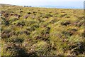 NT3151 : Tussock grass, Mauldslie Hill by Jim Barton
