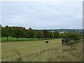 Autumn foliage at Low Newbiggin Farm