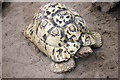 Leopard Tortoise at the Welsh Highland Zoo