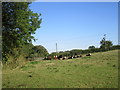 Cattle near Grove Farm