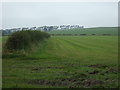 Farmland and hedgerow