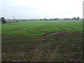 Young crop field near Broats