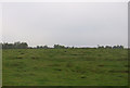 Hillside grazing near Woodhouse Cottage Wood