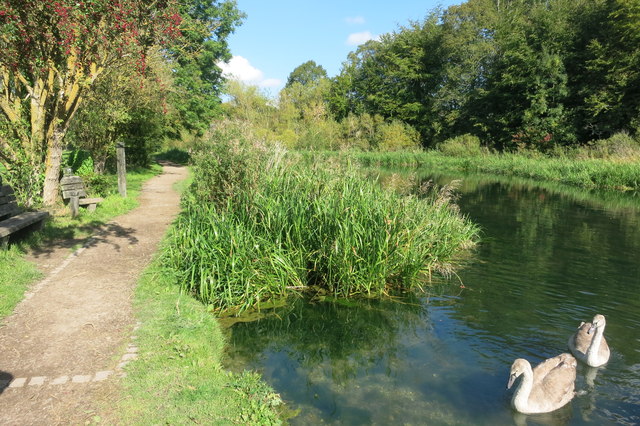 Swans on the Wendover Canal