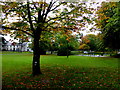 Tree, The Grange, Omagh