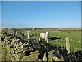 Onecote, sheep grazing