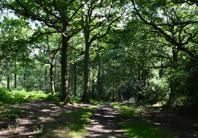 Bridleway, Pamber Forest, Hampshire