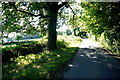 Country Lane near Buckshots Cross