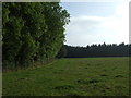 Grazing beside Buckiebank Plantation