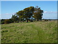 Coulsdon: Farthing Downs.  Beeches.