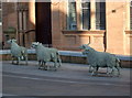 Sheep statues on High Street, Lockerbie