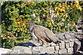 SJ1258 : Peacock at Ruthin Castle by Jeff Buck