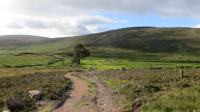 Old fields, Glen Dye © Richard Webb :: Geograph Britain and Ireland