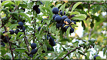 TG1601 : Ripe sloes by Evelyn Simak