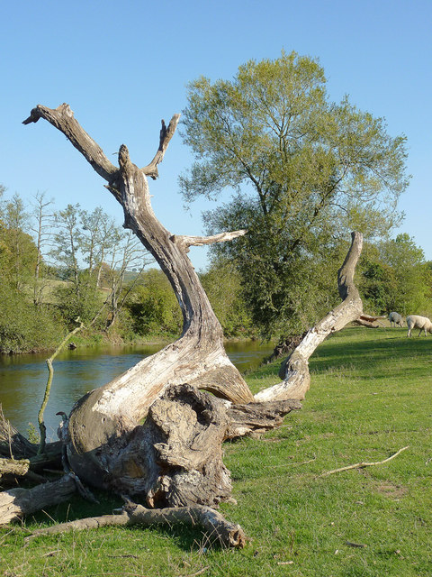 Dead tree by the River Severn west of Upper Arley