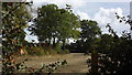 Trees and field near Desford