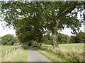 NY0989 : Tree lined road, Annandale by Richard Webb