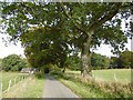 Tree lined road, Annandale