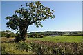 Oak tree in a hedge