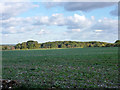 Field east of Stalisfield Road