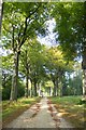 Beech trees in Black Fen Wood