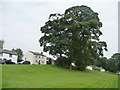 NY5123 : Trees on the Lower Green, Askham by Christine Johnstone
