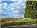 TR0157 : Wind break poplars north of Newhouse Lane by Robin Webster