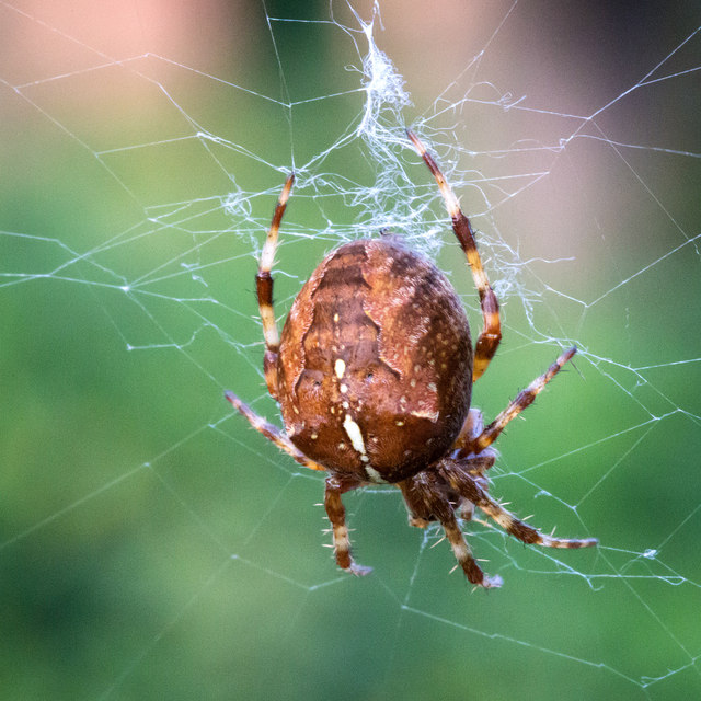 Garden Spider Araneus diadematus © David P Howard :: Geograph Britain ...