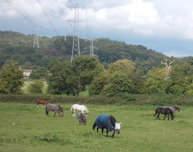 Horses in field next to Apperley Lane, Apperley Bridge