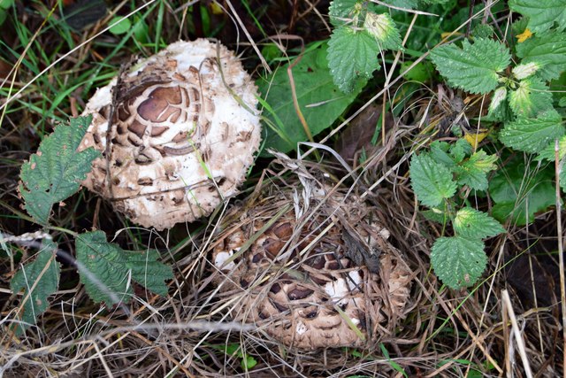 Hedgerow mushrooms